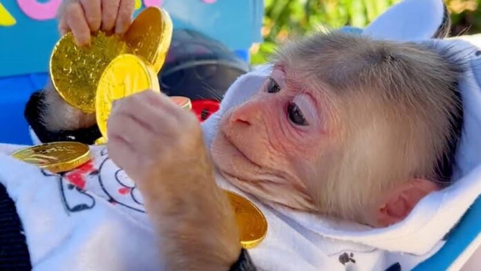 Bibi the monkey