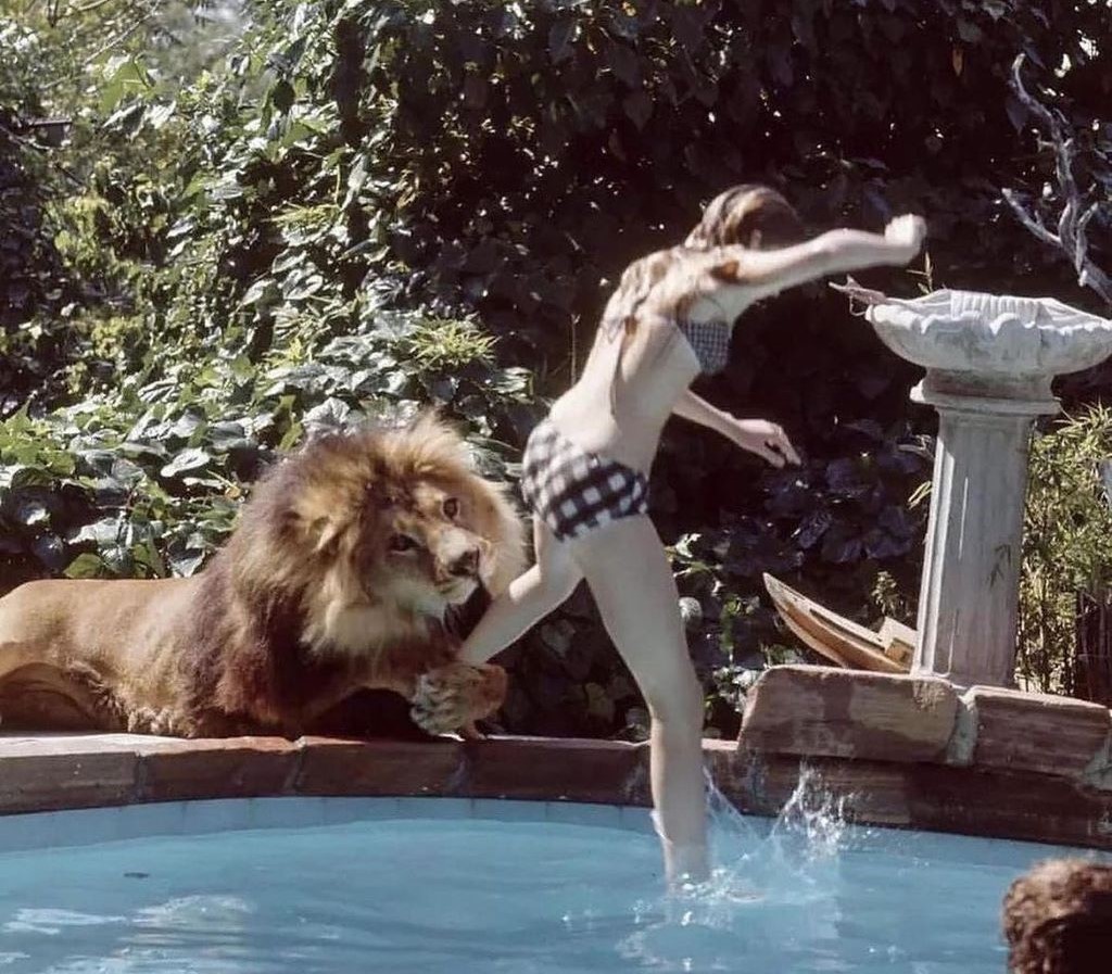 Neil the lion biting girls leg.