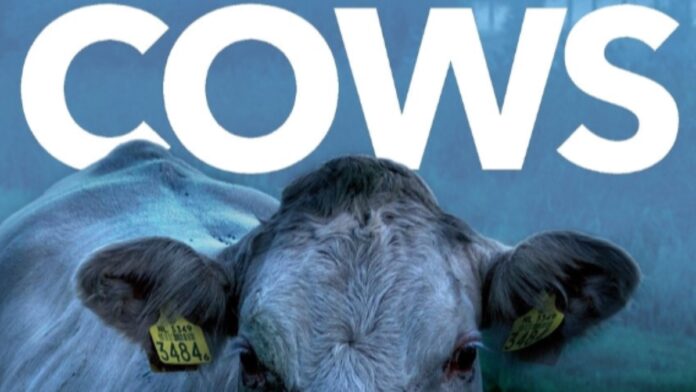 Cows Matthew Stokoe book cover