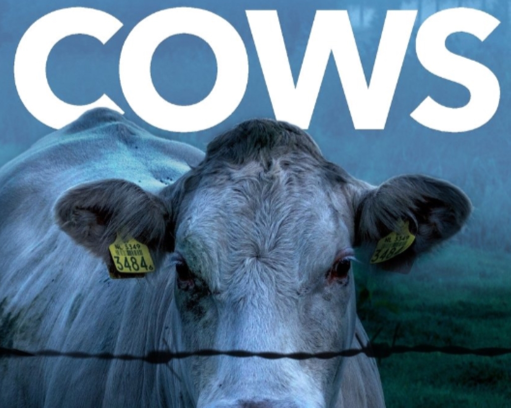 Cows book cover with a farm cow